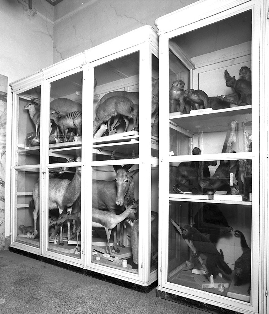 vetrina, serie - produzione toscana (fine/inizio secc. XIX/ XX)