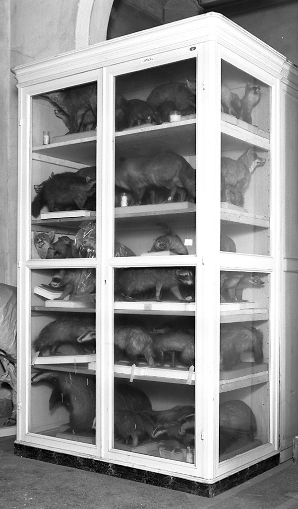 vetrina, serie - produzione toscana (primo quarto sec. XX)