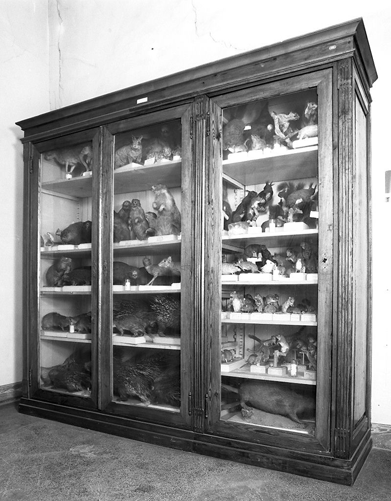 vetrina, serie - produzione toscana (primo quarto sec. XX)