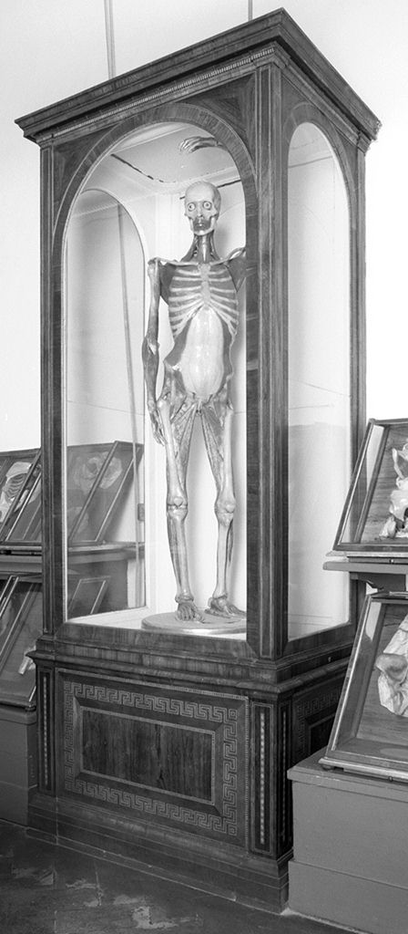 vetrina, serie - manifattura toscana (secc. XVIII/ XIX)