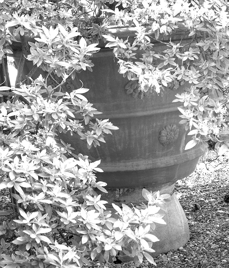 conca - produzione toscana (fine/inizio secc. XIX/ XX)