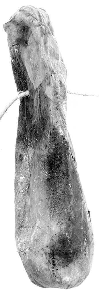 piede (ex voto antropomorfo) - valdelsano (secc. XVII/ XVIII)