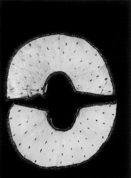 mantello, elemento d'insieme - manifattura italiana (seconda metà sec. XIX)