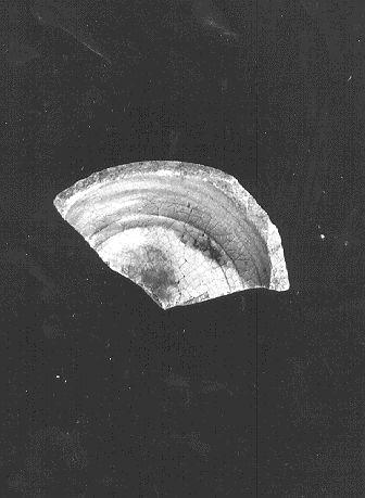 olla, frammento - bottega italiana (sec. XVI)