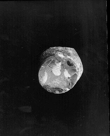 boccale, frammento - bottega italiana (sec. XVI)