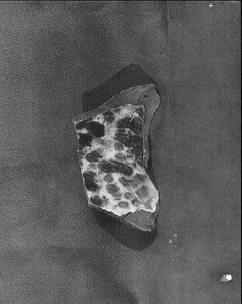 contenitore, frammento - bottega italiana (sec. XIX)