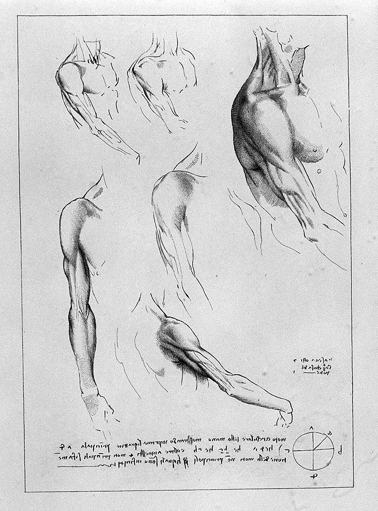 studi anatomici (stampa, serie) di Bartolozzi Francesco (sec. XVIII)