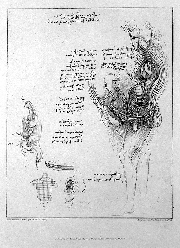 studio anatomico (stampa) di Bartolozzi Francesco, Leonardo da Vinci (sec. XVIII)