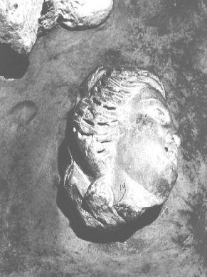 TESTA DI DONNA (rilievo, frammento) - bottega italiana (sec. II)