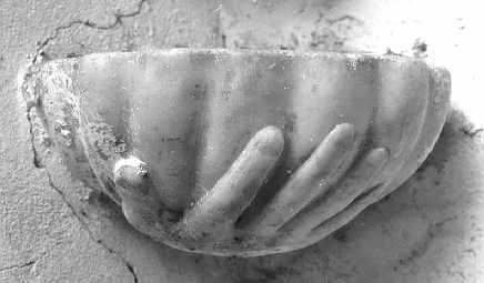 acquasantiera da parete - ambito apuoversiliese (secc. XVII/ XVIII)