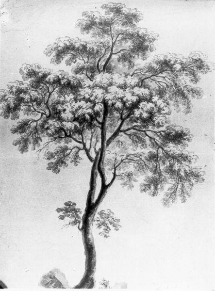 albero (disegno) - ambito italiano (prima metà sec. XIX)