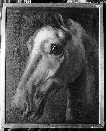 studio di testa di cavallo (dipinto) di Conti Giacomo (seconda metà sec. XIX)