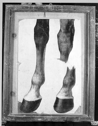 studio di cavallo (dipinto) di Conti Giacomo (seconda metà sec. XIX)