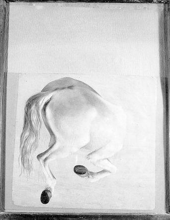 studio di cavallo (dipinto) di Conti Giacomo (seconda metà sec. XIX)