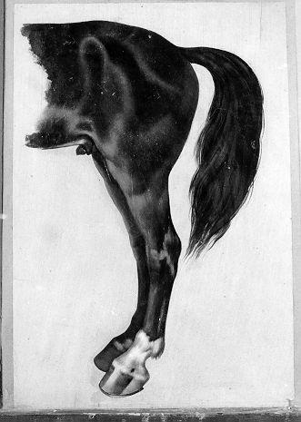 studio di cavallo (dipinto) di Conti Giacomo (seconda metà sec. XIX)
