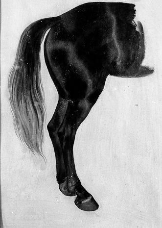 studio di cavallo (dipinto) di Conti Giacomo (seconda metà sec. XIX)