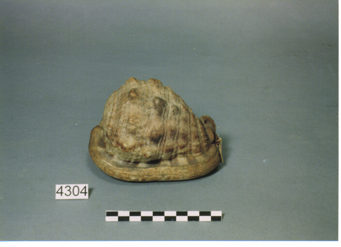 STRUMENTO MUSICALE AEROFONO