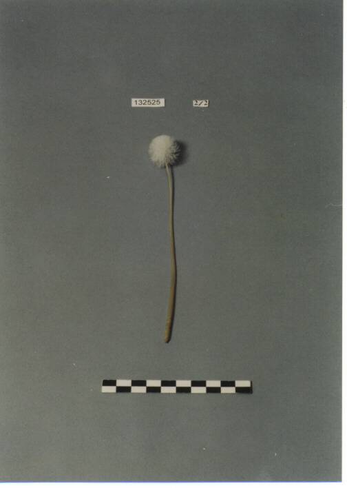 PIUMINO PER STUZZICARE I GRILLI