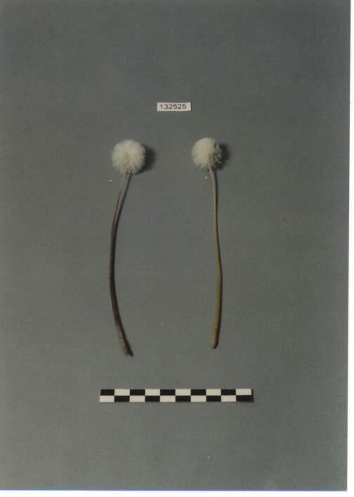 PIUMINO PER STUZZICARE I GRILLI