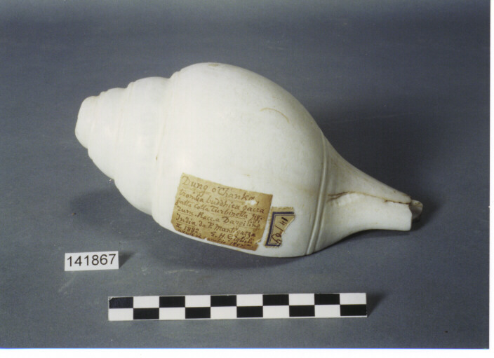 STRUMENTO MUSICALE AEROFONO