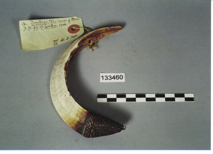 ZANNA DI CINGHIALE - NAGA