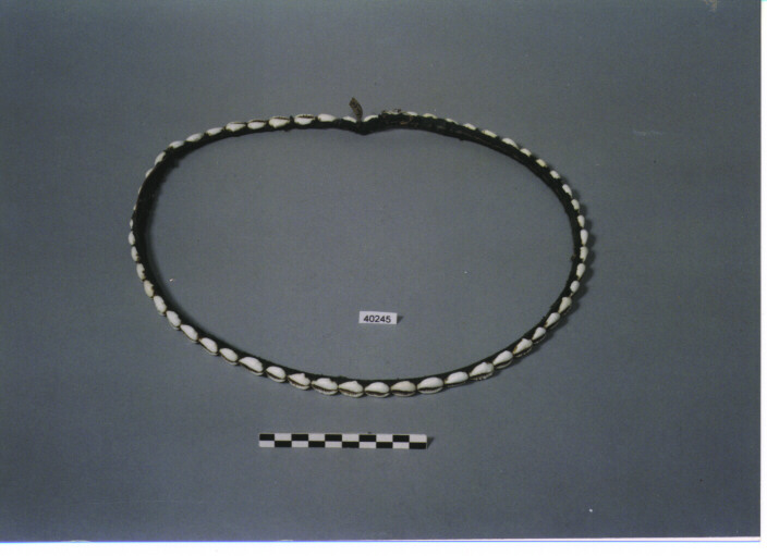 CINTURA - KACHIN CAURI