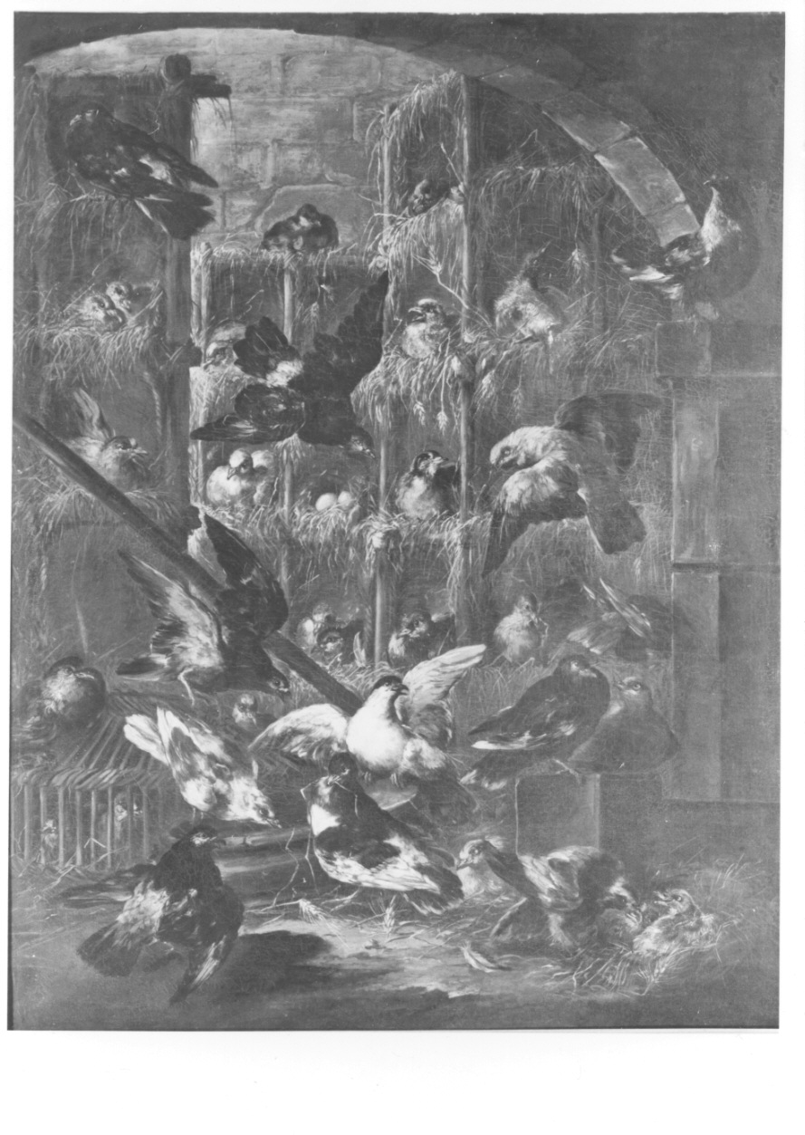 colombaia (dipinto, opera isolata) di Crivelli Giovanni detto Crivellino (secondo quarto sec. XVIII)