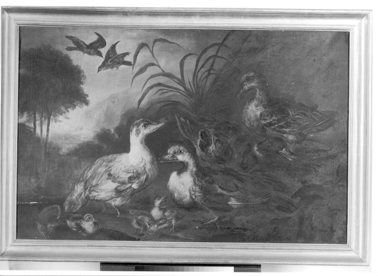 anatre nello stagno (dipinto, opera isolata) di Crivelli Giovanni detto Crivellino (secondo quarto sec. XVIII)