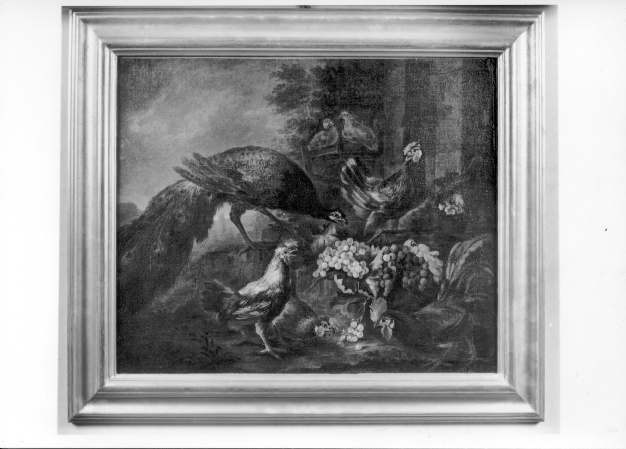 uccelli e grappolo d'uva (dipinto, opera isolata) di Crivelli Giovanni detto Crivellino (secondo quarto sec. XVIII)
