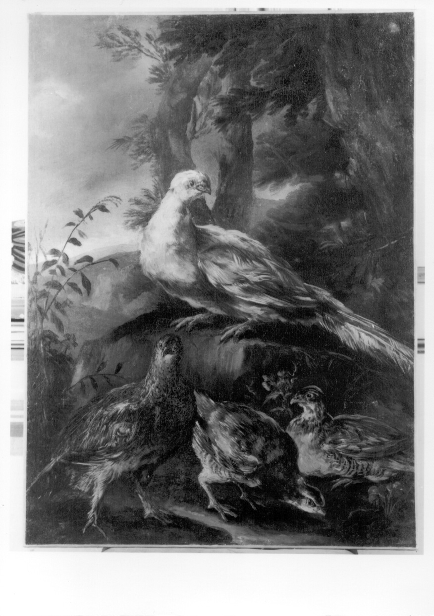 animali (dipinto, opera isolata) di Crivelli Giovanni detto Crivellino (secondo quarto sec. XVIII)