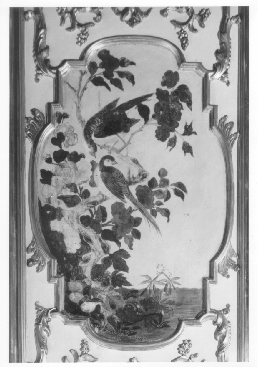 motivi decorativi vegetali con uccelli (scuro di finestra, complesso decorativo) di Alfieri Benedetto, Massa Pietro (metà sec. XVIII)
