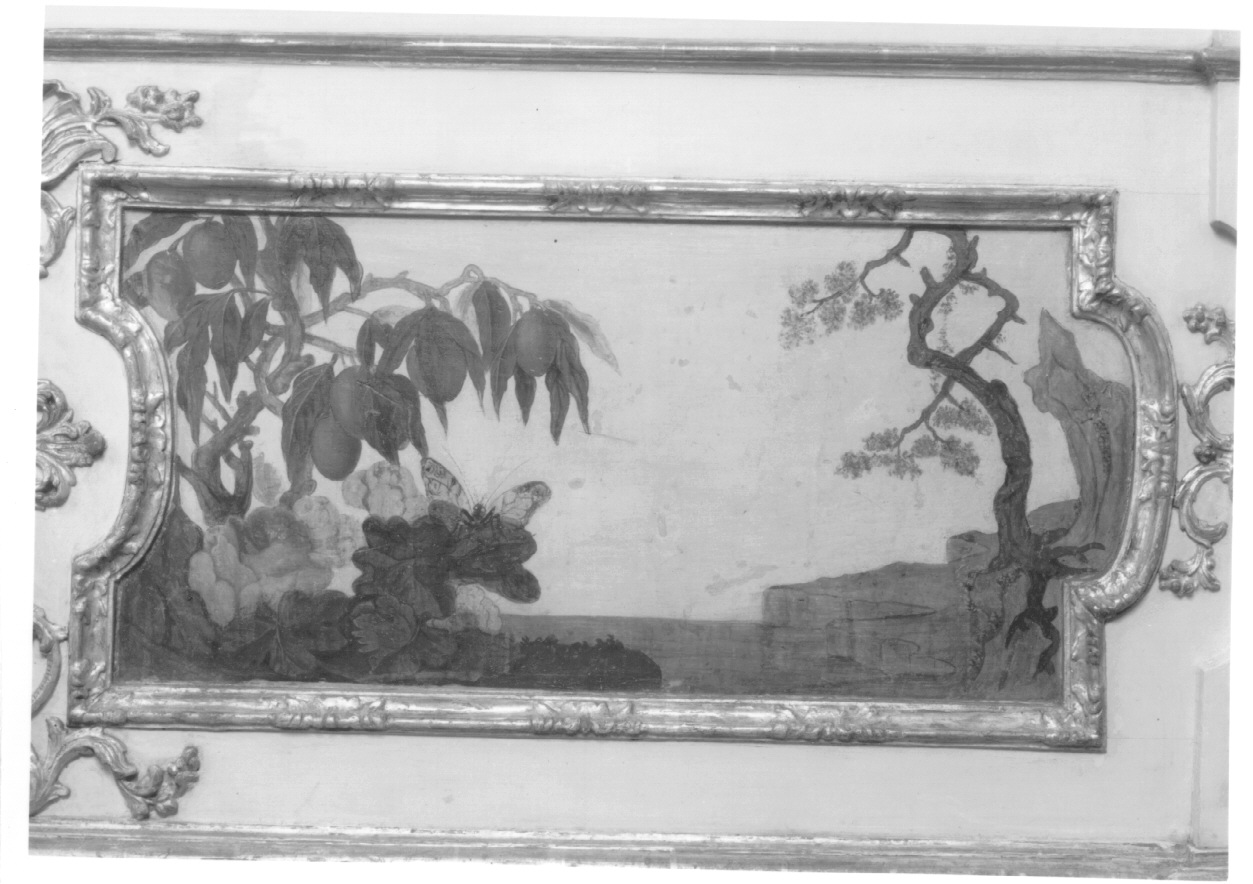 motivi decorativi vegetali (dipinto, elemento d'insieme) di Alfieri Benedetto, Massa Pietro (metà sec. XVIII)