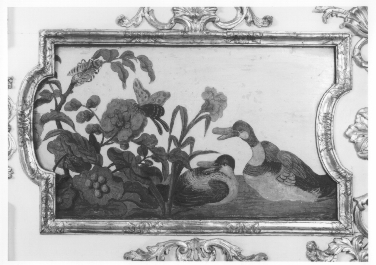 motivi decorativi vegetali con uccelli (dipinto, elemento d'insieme) di Alfieri Benedetto, Massa Pietro (metà sec. XVIII)