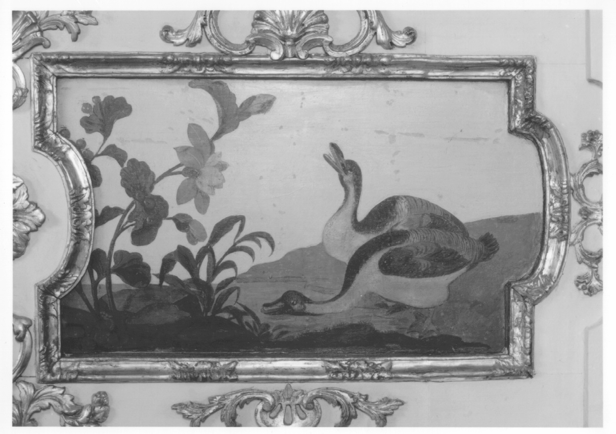 motivi decorativi vegetali con uccelli (dipinto, elemento d'insieme) di Alfieri Benedetto, Massa Pietro (metà sec. XVIII)