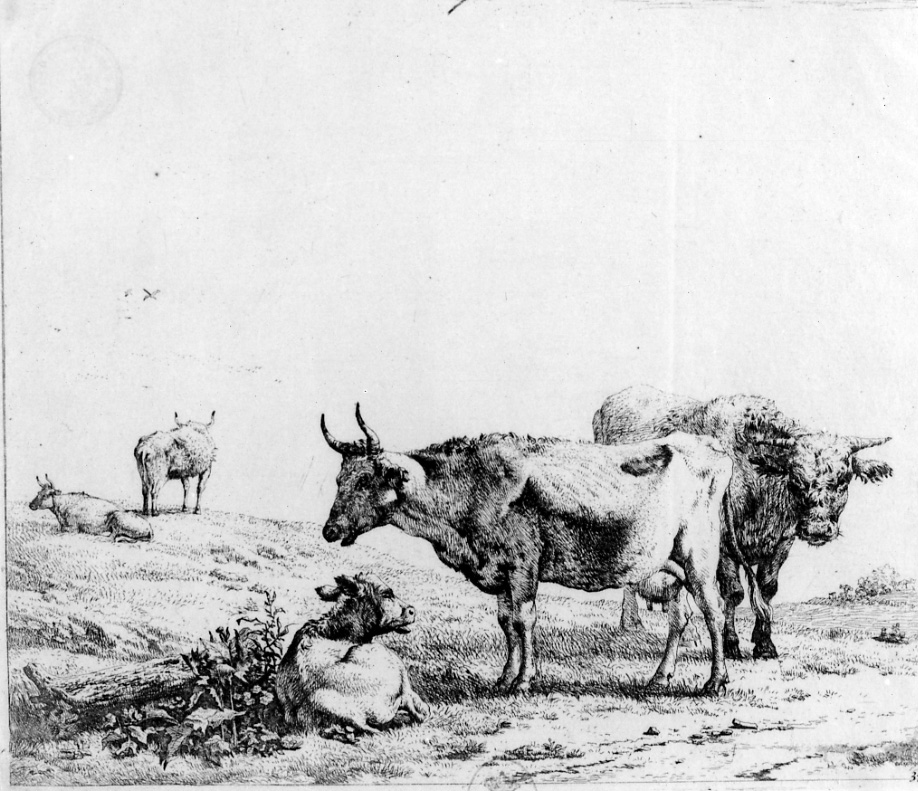 Le mucche, il toro e il vitello, tre mucche, un toro e un vitello in un prato (stampa) di Du Jardin Karel (terzo quarto sec. XVII)