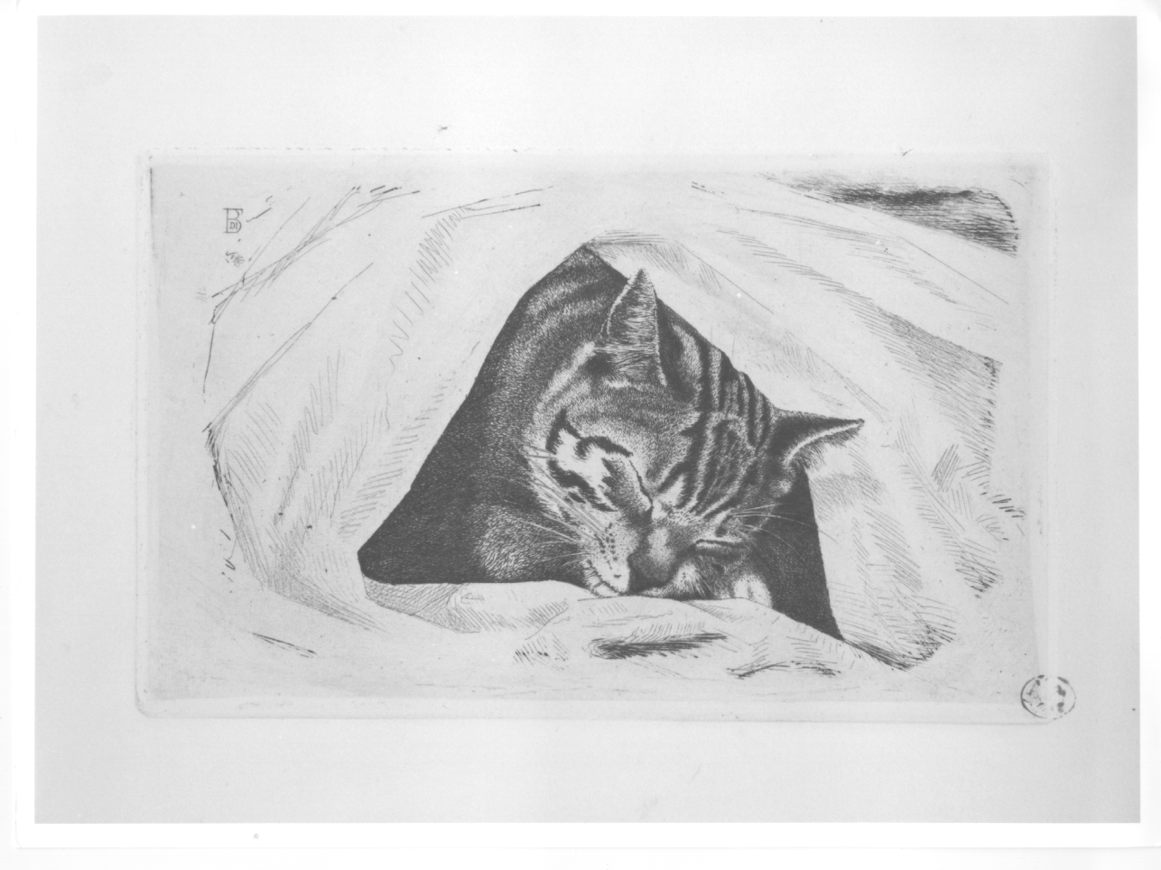 gatto (stampa) di Di Bartolo Francesco (secc. XIX/ XX)
