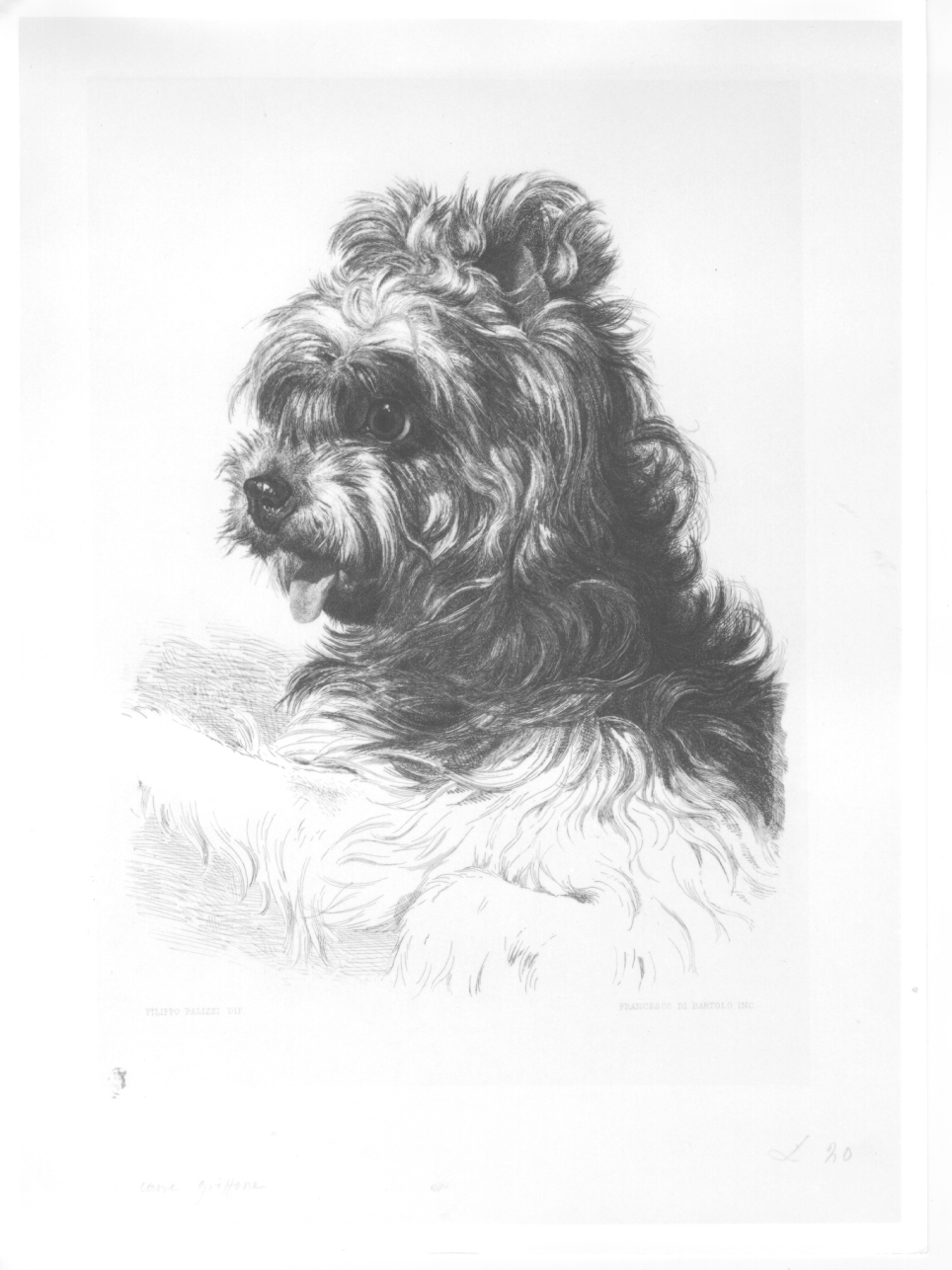 cane grifone, cane (stampa) di Di Bartolo Francesco, Palizzi Filippo (secc. XIX/ XX)