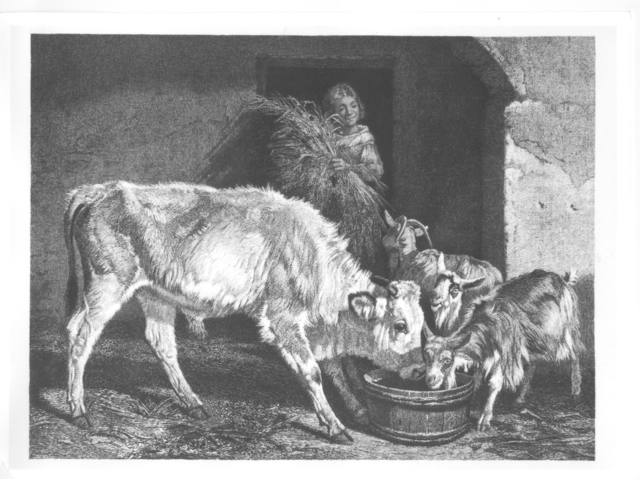 Nella stalla, animali nella stalla (stampa) di Di Bartolo Francesco (secc. XIX/ XX)