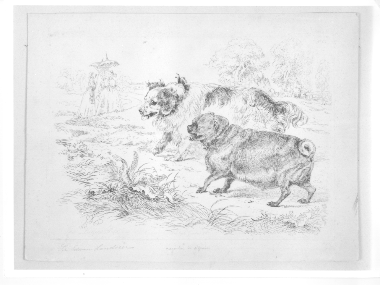 Cagnolini da signora, due cani (stampa) di Landseer Edwin (primo quarto sec. XIX)