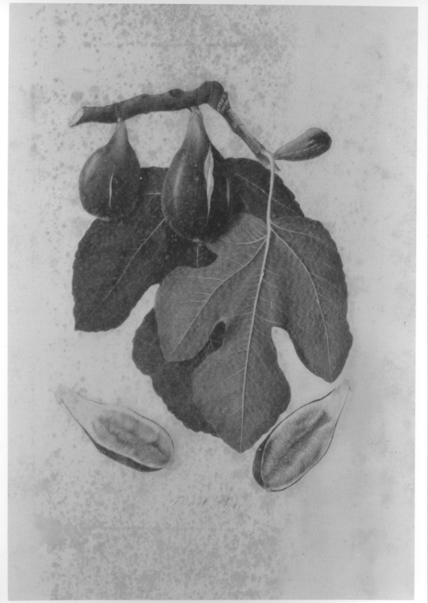 esemplare di fico (stampa colorata a mano, elemento d'insieme) di Palmerini Niccolò (CERCHIA) (prima metà sec. XIX)