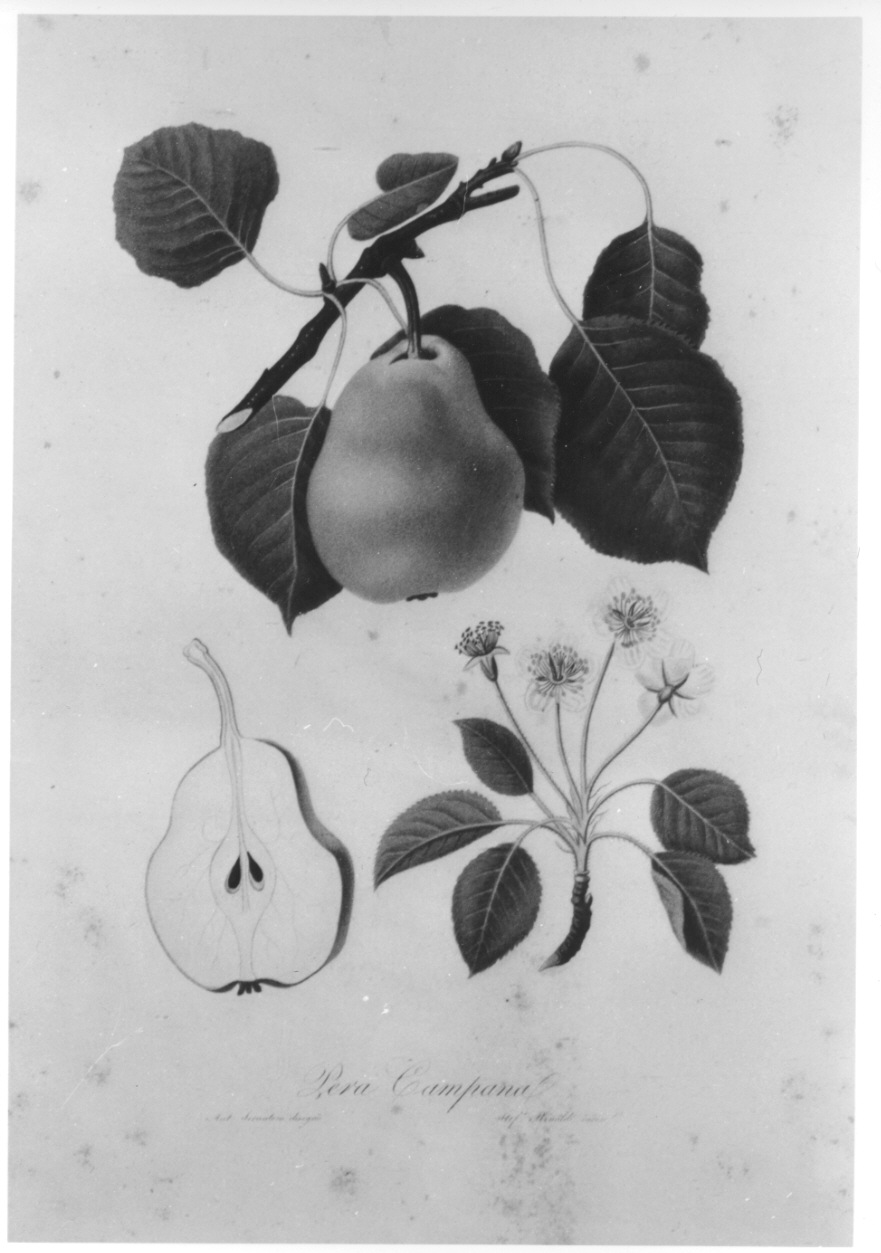 esemplare di pera (stampa colorata a mano, elemento d'insieme) di Rinaldi Stefano, Serantoni Antonio (prima metà sec. XIX)