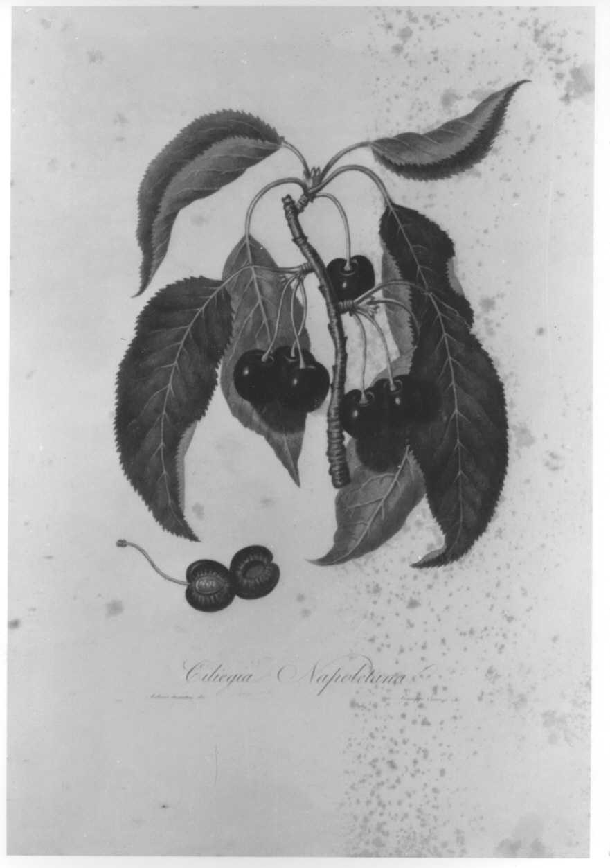 esemplare di ciliegia (stampa colorata a mano, elemento d'insieme) di Canacci Giuseppe, Serantoni Antonio (prima metà sec. XIX)