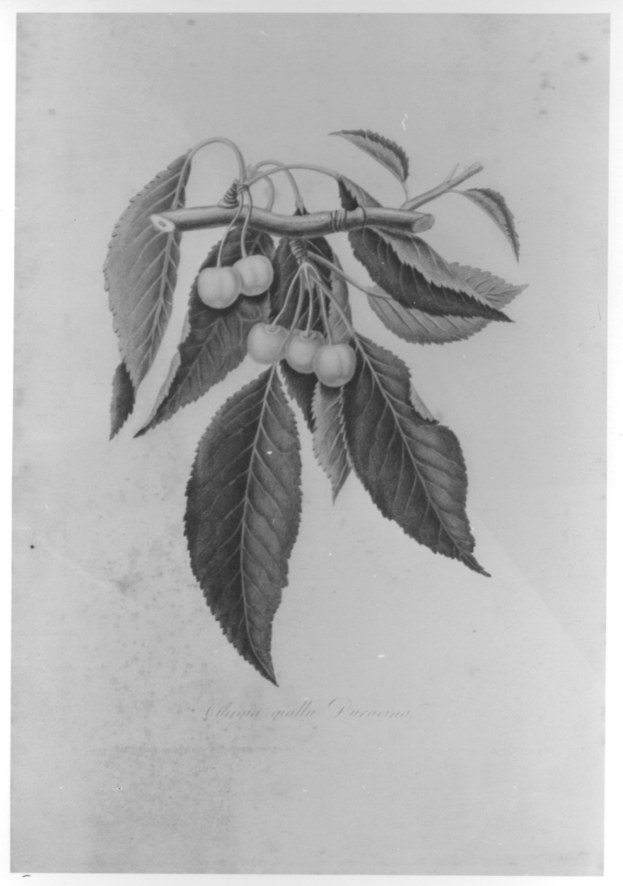 esemplare di ciliegia (stampa colorata a mano, elemento d'insieme) di Palmerini Niccolò (CERCHIA) (prima metà sec. XIX)