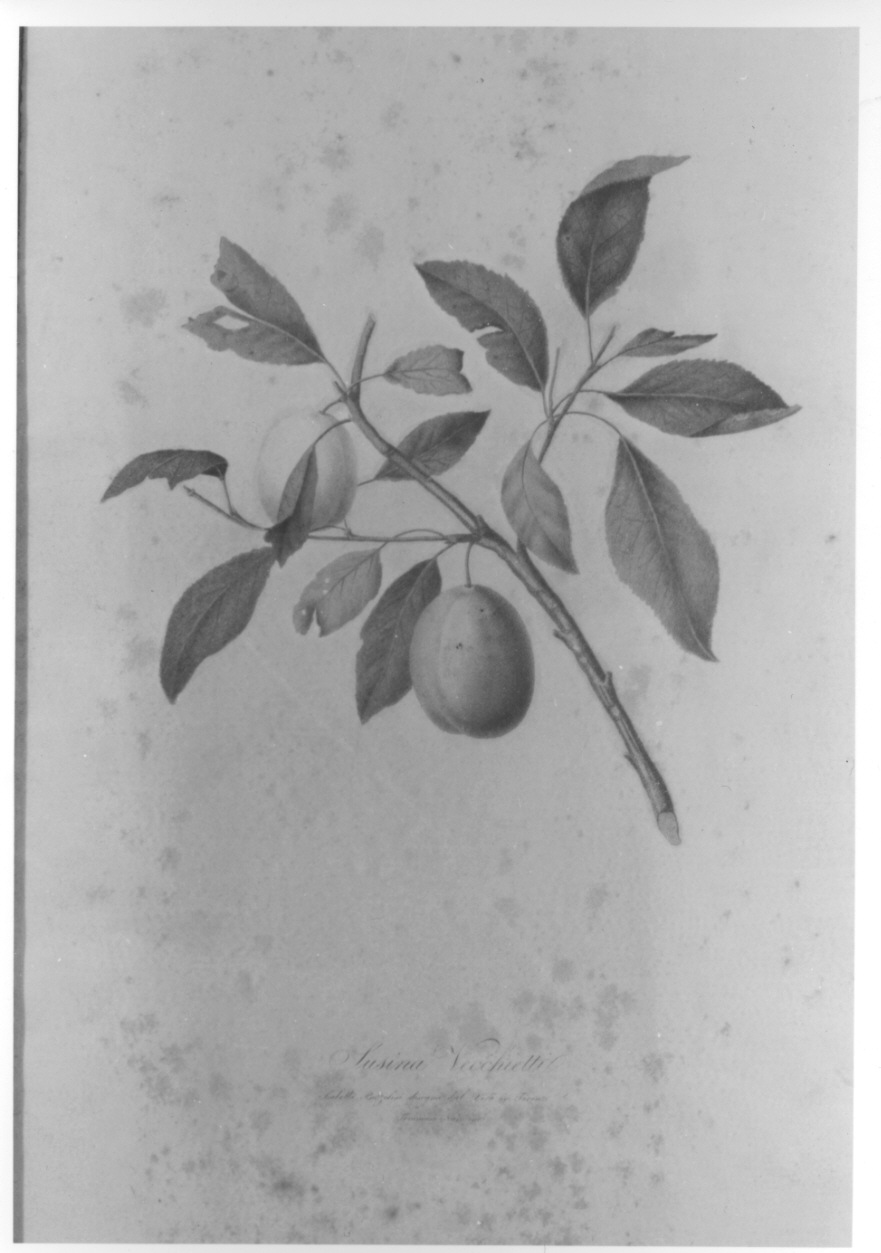 esemplare di susina (stampa colorata a mano, elemento d'insieme) di Bozzolini Isabella, Nasi Tommaso (prima metà sec. XIX)