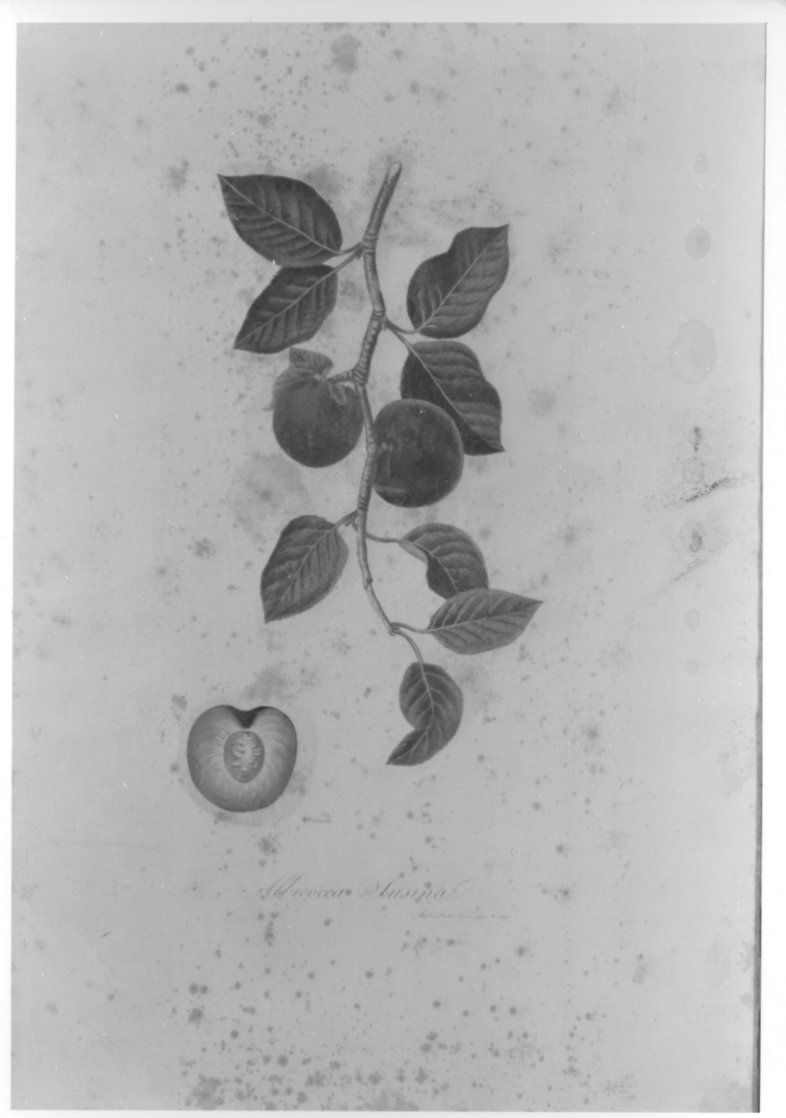 esemplare di albicocca (stampa colorata a mano, elemento d'insieme) di Serantoni Antonio (prima metà sec. XIX)