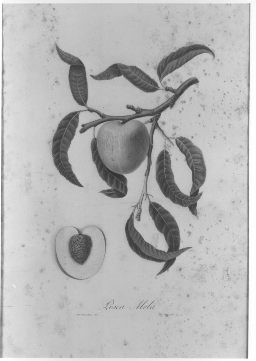 esemplare di pesca (stampa colorata a mano, elemento d'insieme) di Rinaldi Stefano, Serantoni Antonio (prima metà sec. XIX)