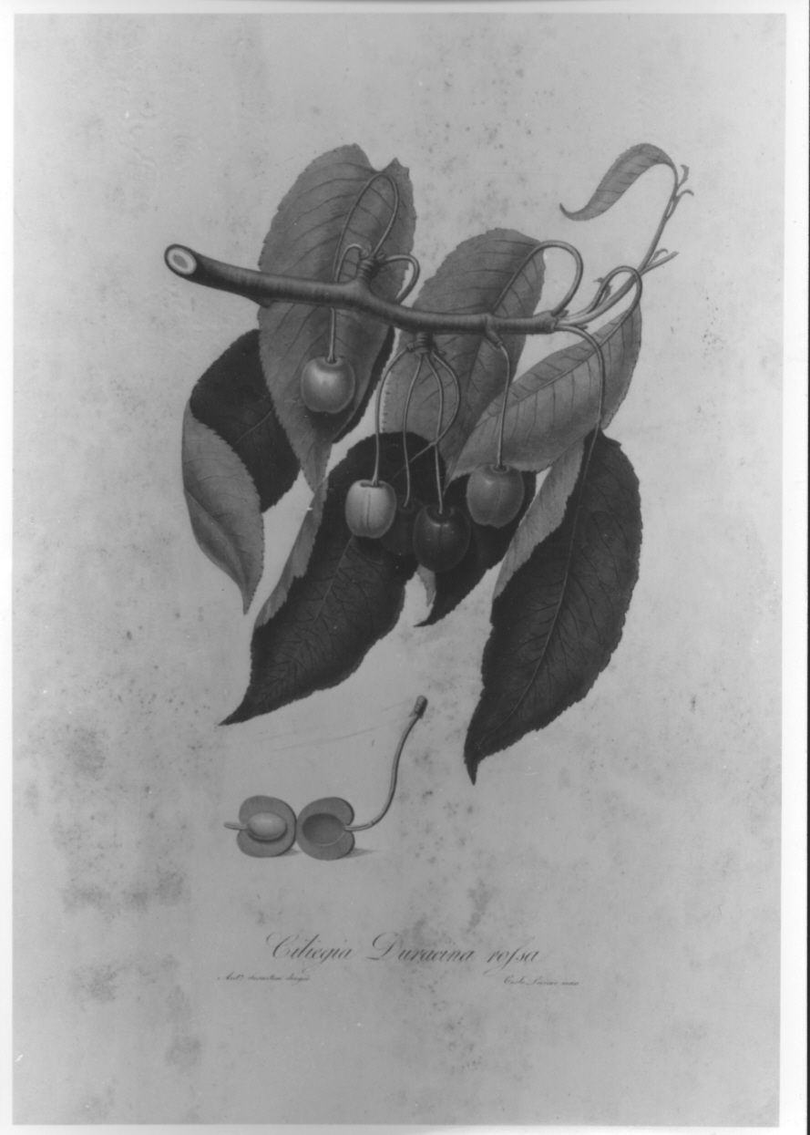 esemplare di ciliegia (stampa colorata a mano, elemento d'insieme) di Lasinio Carlo, Serantoni Antonio (prima metà sec. XIX)