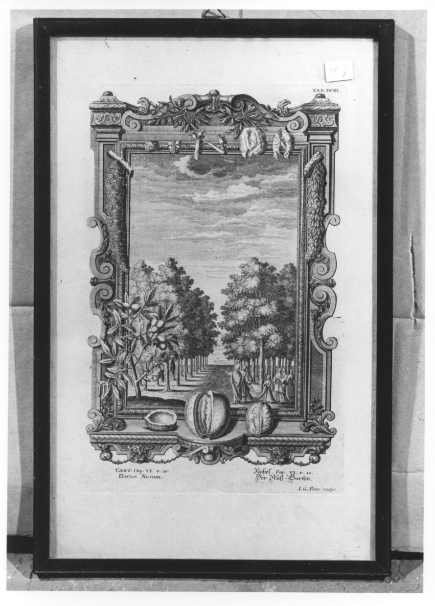 giardino delle noci (stampa, elemento d'insieme) di Pintz Johann Georg (secondo quarto sec. XVIII)