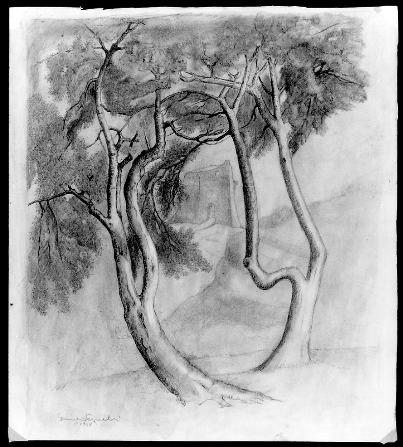 Studio di ulivi, paesaggio con ulivi (disegno, opera isolata) di Vercelli Gemma (metà sec. XX)