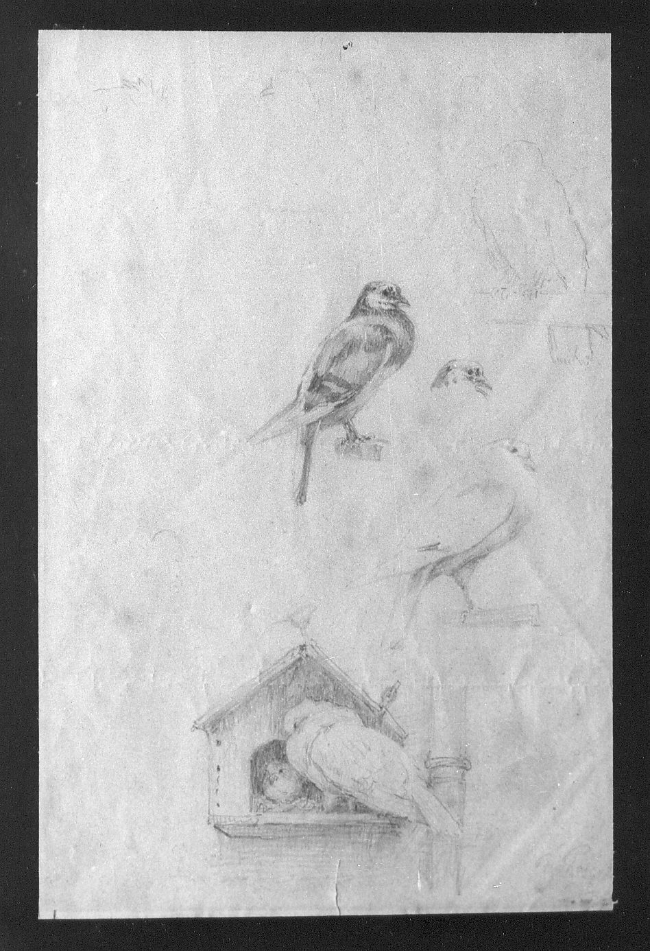 animali e uccelli (disegno) di Palizzi Filippo (sec. XIX)